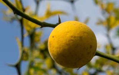 Понцирус (трифолиата) (лат. Poncirus trifoliata)