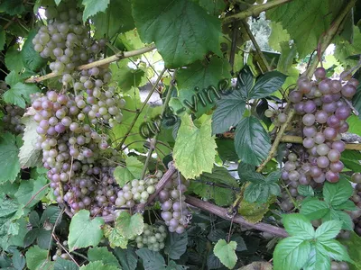 Приморский виноград фото