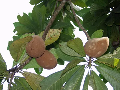 Pouteria sapota - Image of an specimen - Plantarium