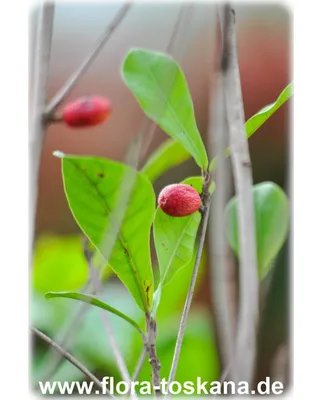 SYNSEPALUM DULCIFICUM - Путерия сладковатая tosk-02-07-200346 - Предзаказ -  Patioflowers