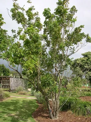 Grafted PULASAN (Nephelium mutabile) Exotic Live Fruit Tree 24”-36” PURPLE  | eBay