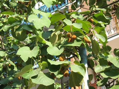 Grafted PULASAN (Nephelium mutabile) Exotic Live Fruit Tree 24”-36” PURPLE  | eBay