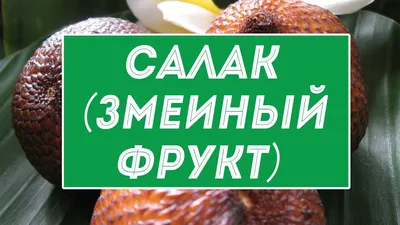 Салак - что это: фото, польза и вред, калорийность, рецепты, посадка и уход