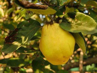 Birnenquitte 'Cydora Robusta' (S) - Cydonia 'Cydora Robusta' (S) -  Baumschule Horstmann