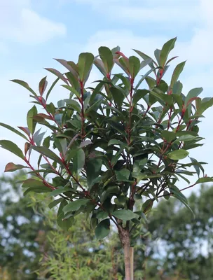 Glanzmispel 'Robusta Compact' - Photinia fraseri 'Robusta Compact' -  Baumschule Horstmann