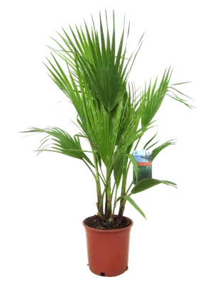 Washingtonia Robusta - FloraStore