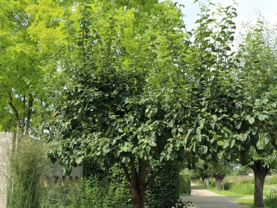 Birnenquitte 'Cydora Robusta' (S) - Cydonia 'Cydora Robusta' (S) -  Baumschule Horstmann