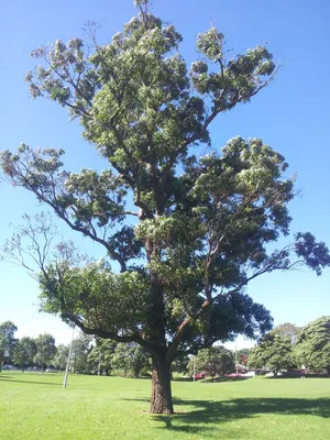 Eucalyptus robusta – Wikipedia