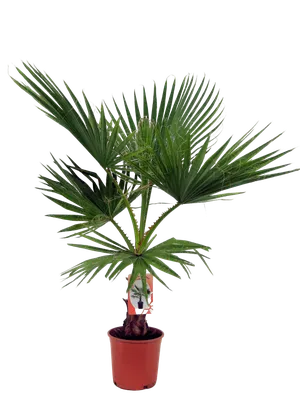 Washingtonia Robusta - FloraStore