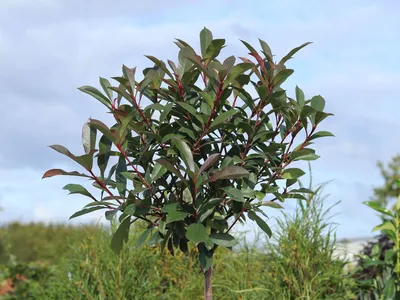 Glanzmispel 'Robusta Compact' - Photinia fraseri 'Robusta Compact' -  Baumschule Horstmann