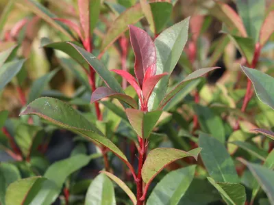 Glanzmispel 'Robusta Compact' - Photinia fraseri 'Robusta Compact' -  Baumschule Horstmann