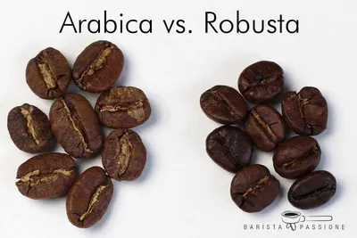 Arabica vs. Robusta Kaffee: Unterschiede, Eigenschaften \u0026 Geschmack