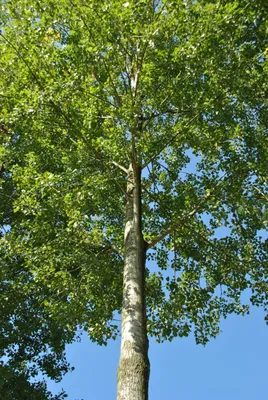 Populus ×canadensis 'Robusta' | Kanadische Holz-Pappel - Van den Berk  Baumschulen