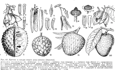 Энциклопедия \"Жизнь растений\". СЕМЕЙСТВО АННОНОВЫЕ (ANNONACEAE)