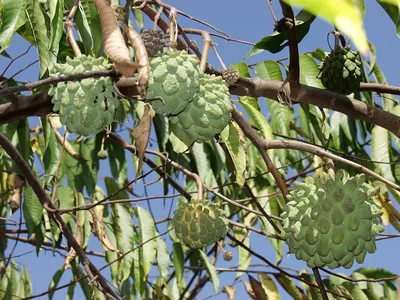 Rollinia mucosa - Image of an specimen - Plantarium