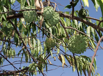 Rollinia mucosa - Image of an specimen - Plantarium