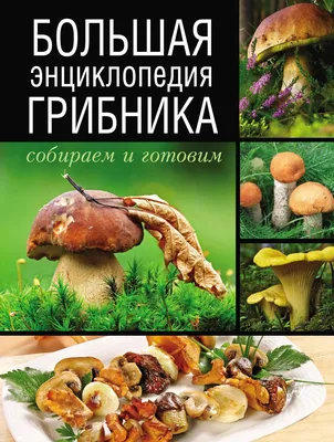 Большая энциклопедия грибника by Arzt - Issuu