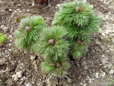 Мои пионы.TENUIFOLIA RUBRA PLENA (тонколистный красный махровый): Группа  Его величество ПИОН