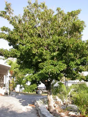 Саподилла – дерево и древесина – Manilkara zapota