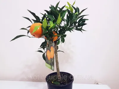 Саженцы мандарина Сатсума (Satsuma) - сладкий, ароматный, сочный, цена 140  грн — Prom.ua (ID#1348500787)