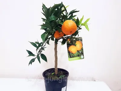 Мандарин \"Сатсума\" (Satsuma): продажа, цена в Днепре. растения горшечные от  \"Exotic Jungle\" - 777123011