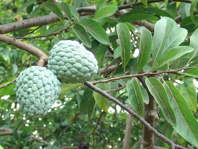 картинки : Яблоко с заварным кремом, растение, сахарное яблоко, Cherimoya,  Пища, Annona, цветок, производить, фрукты, Веганское питание, Прыжки  3264x2448 - - 1499355 - красивые картинки - PxHere