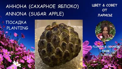 Фрукты Эшта / Сахарное яблоко, или Аннона чешуйчатая - «Эшта - потрясающий  фрукт (советы где купить, как выбрать спелый фрукт и как привезти домой)» |  отзывы