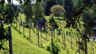 Розового дерева эфирное масло, реконструированное, идентичное натуральному