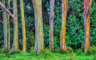 Бутылочное, земляничное, тюльпановое и еще 10 самых необычных деревьев мира  | В цветнике (Огород.ru)