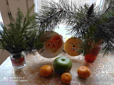 Можно ли вырастить свити из магазинного фрукта | Zoora.ru | Пульс Mail.ru