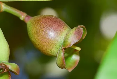 Syzygium jambos - Изображение особи - Плантариум