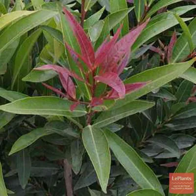 Сизигиум (Syzygium) — описание, выращивание, фото | на LePlants.ru
