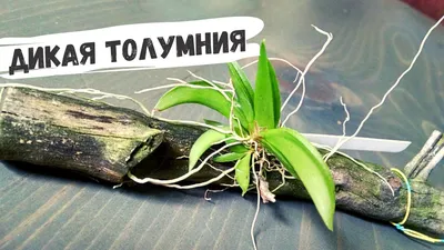 Редкая природная орхидея #Толумния и другие. #орхидея_толумния #орхидеи  #доминикана - YouTube