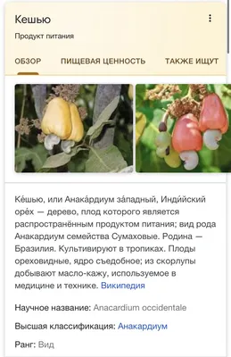 Дачники Шеффлера или Шефлера Schefflera из семейства Аралиевые Araliaceae  Уход в домашних условиях - YouTube