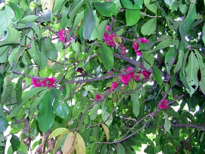 Syzygium jambos - Изображение особи - Плантариум