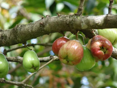 Manzana rosa (Syzygium jambos)