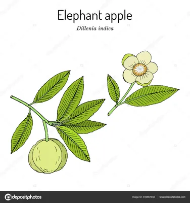 Яблоня Джумбо Помм ( Слоновье яблоко, Семейное яблоко), Франция, ОКС 2-х  лет | Дачная Коллекция