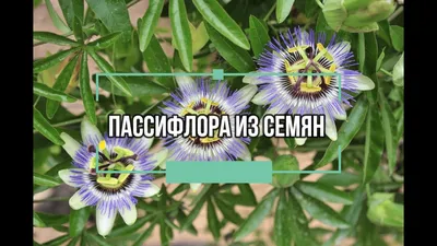 Страстоцвет четырёхгранный (Passiflora quadrangularis) - PictureThis