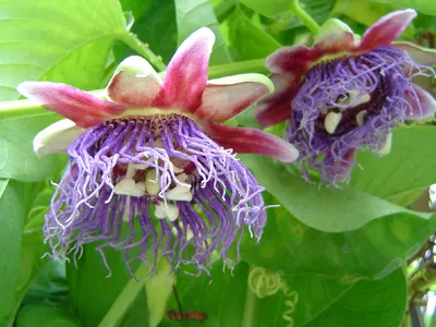 Пассифлора – экзотический цветок способный Вас удивить! Пассифлора, или  страстоцвет – это вечнозеленая лиана с невиданной красоты цветами, увидев  которую лишь …