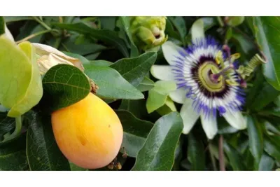 Passiflora ligularis Juss., Страстоцвет язычковый (Мировая флора) -  Pl@ntNet identify
