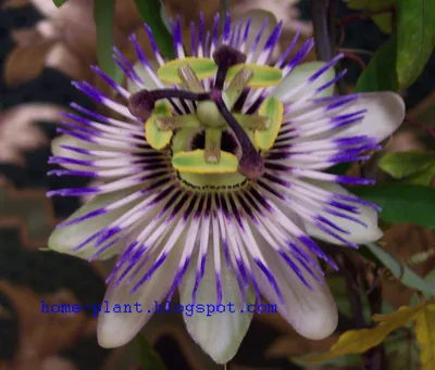 Удивительное растение - пассифлора - YouTube