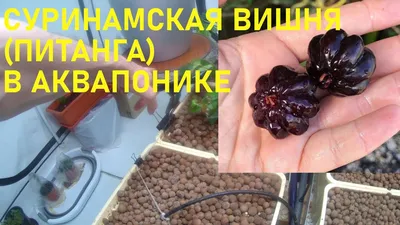 Вишня вяленая 0.5 кг, 142.5 грн купить в Харькове. Интернет магазин  KladezGroup