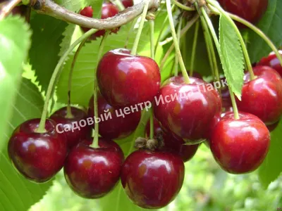 Купить кухню Суринамская вишня на заказ в Дмитрове