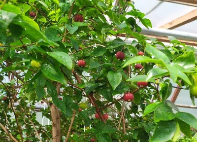 В Ботаническом саду Екатеринбурга плодоносит суринамская вишня | Уральский  меридиан