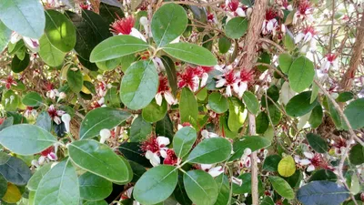 Суринамская вишня, Питанга, Eugenia uniflora | Plants, Plant leaves, Green