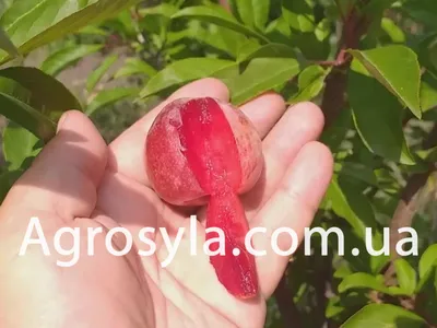 Raab \"Bio Acerola Pulver\" - Органический порошок из вишни Ацеролы, 100 г.