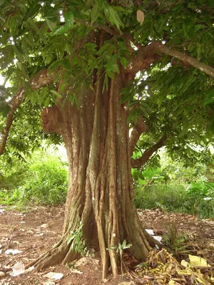 Category:Inocarpus fagifer - Wikimedia Commons