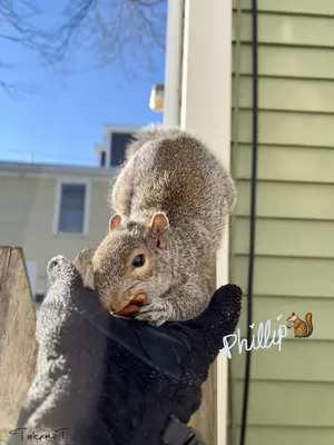 Такако ⓥ🌱🐀🐁🐀 on Twitter: \"my friend was totally famished today after  the blizzard ✨🐿❄️ #PhillipSquirrel https://t.co/HsONUyGjr6\" / Twitter