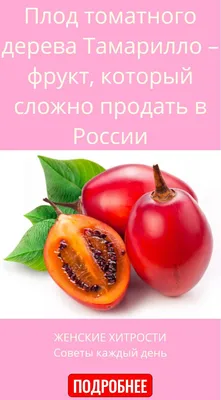 Тамарилло: происхождение и распространение, состав, польза, вред и  противопоказания, рецепты