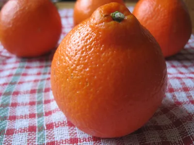 Лапчатка кустарниковая Танжерин (Tangerine) (Dasiphora fruticosa Tangerine)  - описание сорта, фото, саженцы, посадка, особенности ухода. Дачная  энциклопедия.